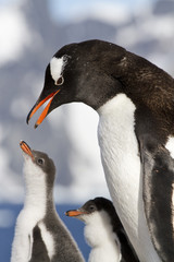 Naklejka premium Gentoo penguin female is going to feed the chicks