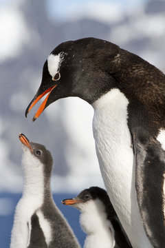 Gentoo penguin female is going to feed the chicks