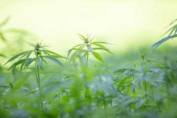 Young cannabis plants, marijuana
