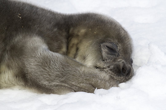 Weddell seal pup lying on snow and holding his paw in his mouth