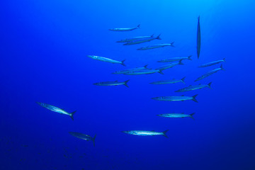 Fototapeta na wymiar Barracuda Fish