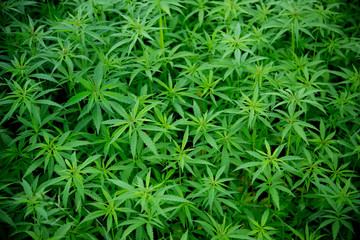 Young cannabis plants, marijuana