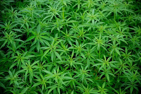 Young Cannabis Plants, Marijuana