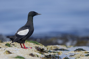 Black guillemot, Cepphus grylle