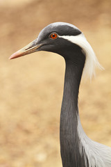 Demoiselle Crane