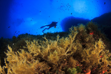 Fototapeta na wymiar Scuba Diving Mediterranean Sea