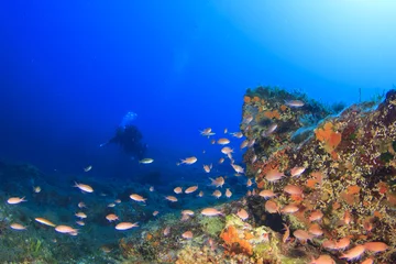 Rolgordijnen Scuba Diving Mediterranean Sea © Richard Carey
