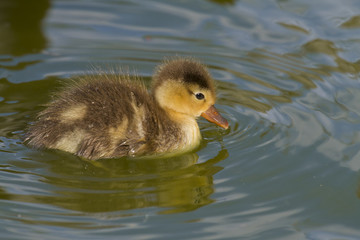 Red-crested Pochard