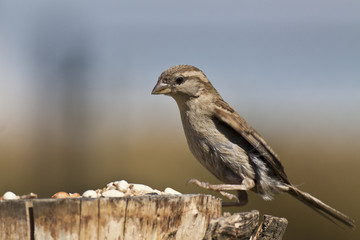 Haussperling