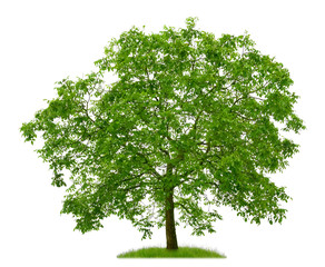 Junger Nussbaum mit vielen Früchten vor weißem Hintergrund