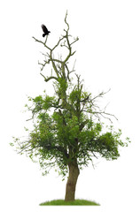 Alter Birnbaum mit Rabe vor weißem Hintergrund