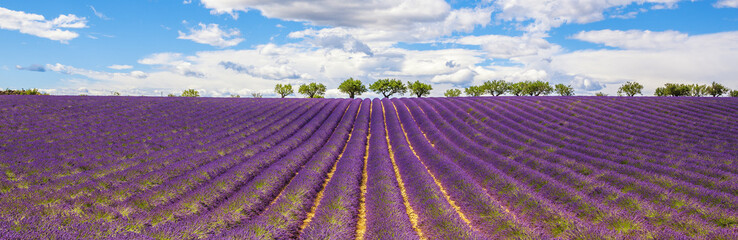 Fototapeta na wymiar Panoramic view of Lavender field