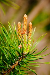 young shoots of pine tree