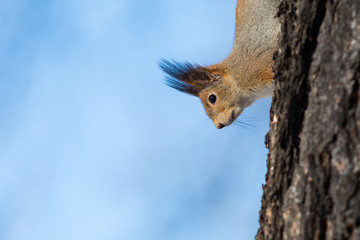 A squirrel peeks around the side of a tree