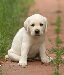 yellow labrador puppy portrait close up