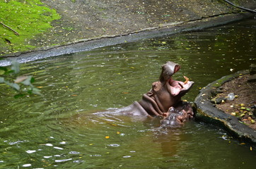 Hippopotamus in the water