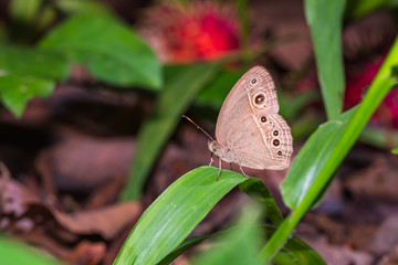 Burmese Bushbrown butterfly