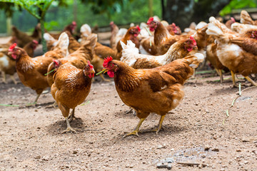 Happy hens