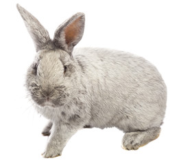 gray rabbit