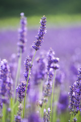 Lavander flowers