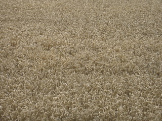 Champ de blé