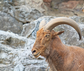 Mountain goat