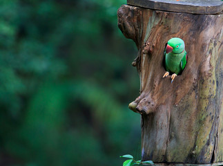 Colorful parrot