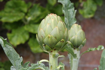 Fototapeta premium Artichoke