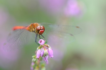 libellule sur une fleur de bruyère © Guy Pracros
