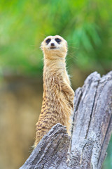 Meerkat