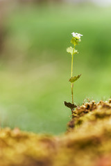 Kleine Blume im Wald