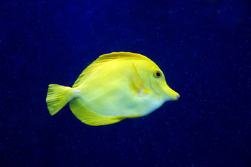 zebrasoma yellow tang fish in aquarium