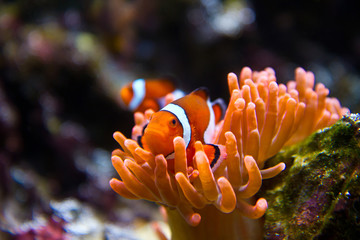 Naklejka na ściany i meble clownfish in marine aquarium