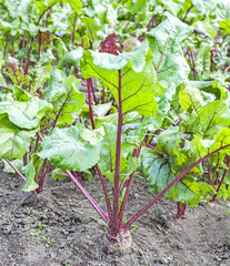 Fresh organic beetroot.