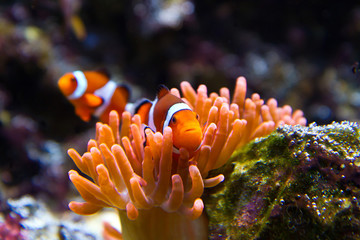 clownfish in marine aquarium