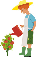 Young gardener watering a tomato plant