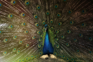 Obraz premium Peacock