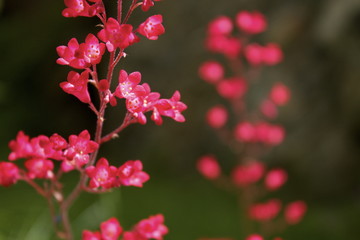 Fiorellini fucsia