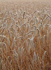 Ripening ears of wheat field