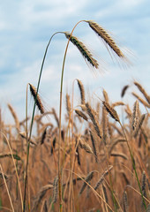 Fototapeta premium Ripening ears of wheat on the background blue sky