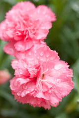 カーネーション