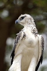 African Eagle
