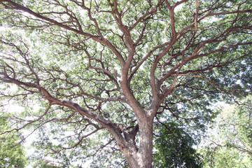 Obraz premium Branches of trees.