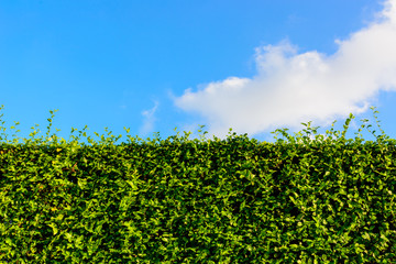 Fototapeta na wymiar Green hedge with blue sky