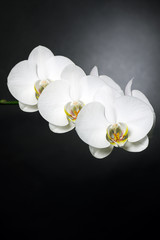 Fototapeta na wymiar white orchids on black