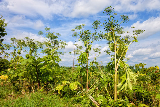 Giant hogweed - a plant very dangerous for humans and animals