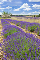 Fototapeta premium Lavender country