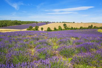 Fototapeta na wymiar Lavender and wheat field
