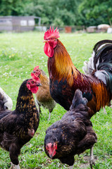 hühner mit hahn auf dem bauernhof © Racle Fotodesign
