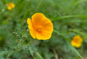 Fototapeta premium Beautiful Californian poppy after rain